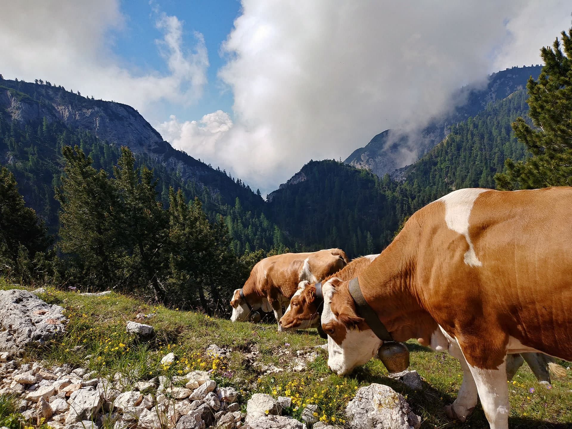 kaelber schlern