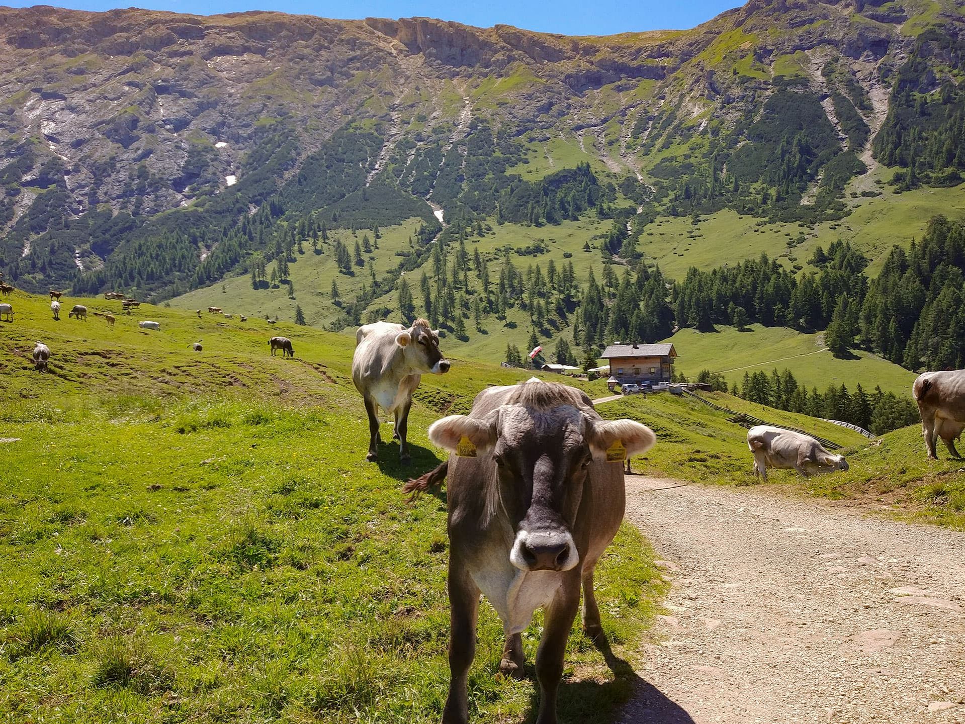 kuehe seiser alm