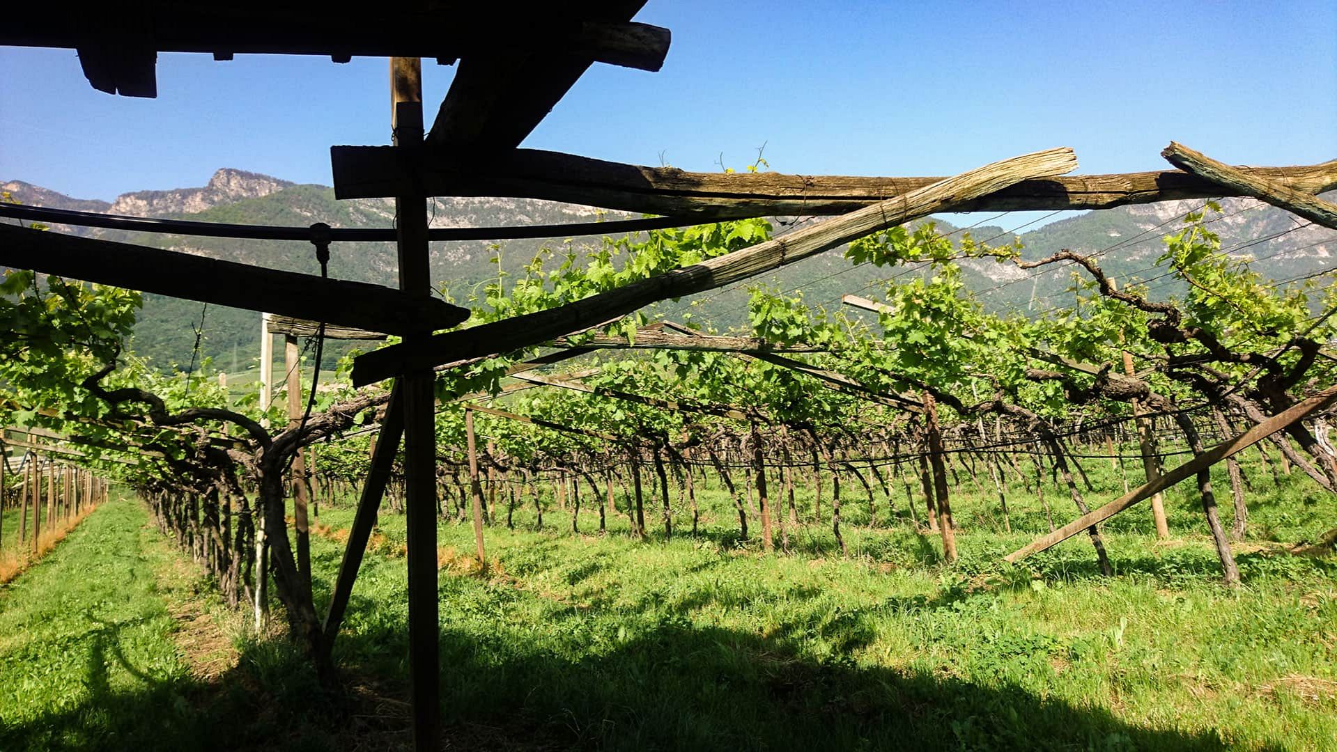 weinreben in kaltern